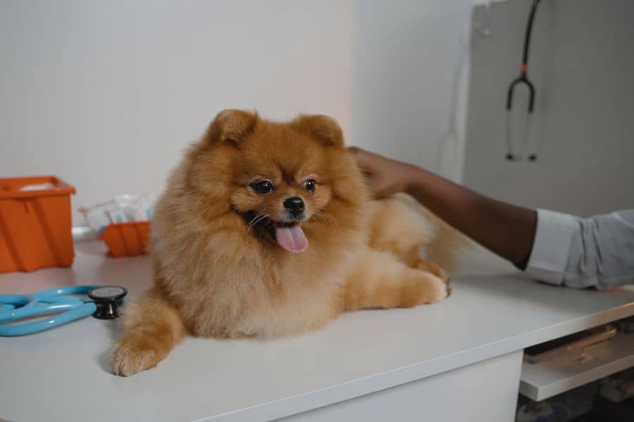 Dog being prepped to have his anal expressed