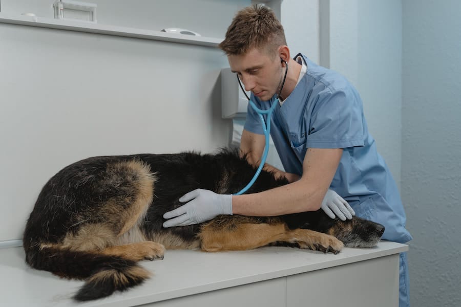 An image of a dog having a check-up