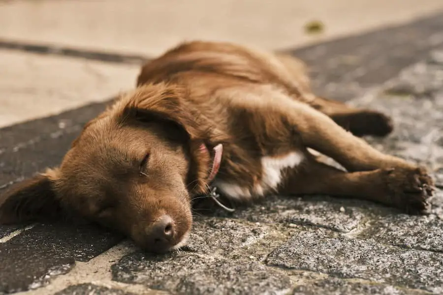 An image of a sleeping dog
