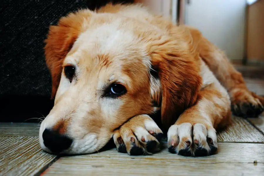 An image of a sad dog