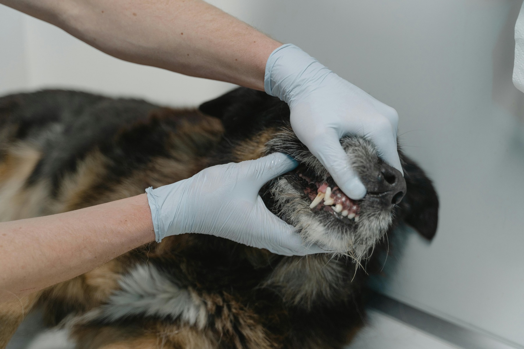 how often should i get my dogs teeth professionally cleaned