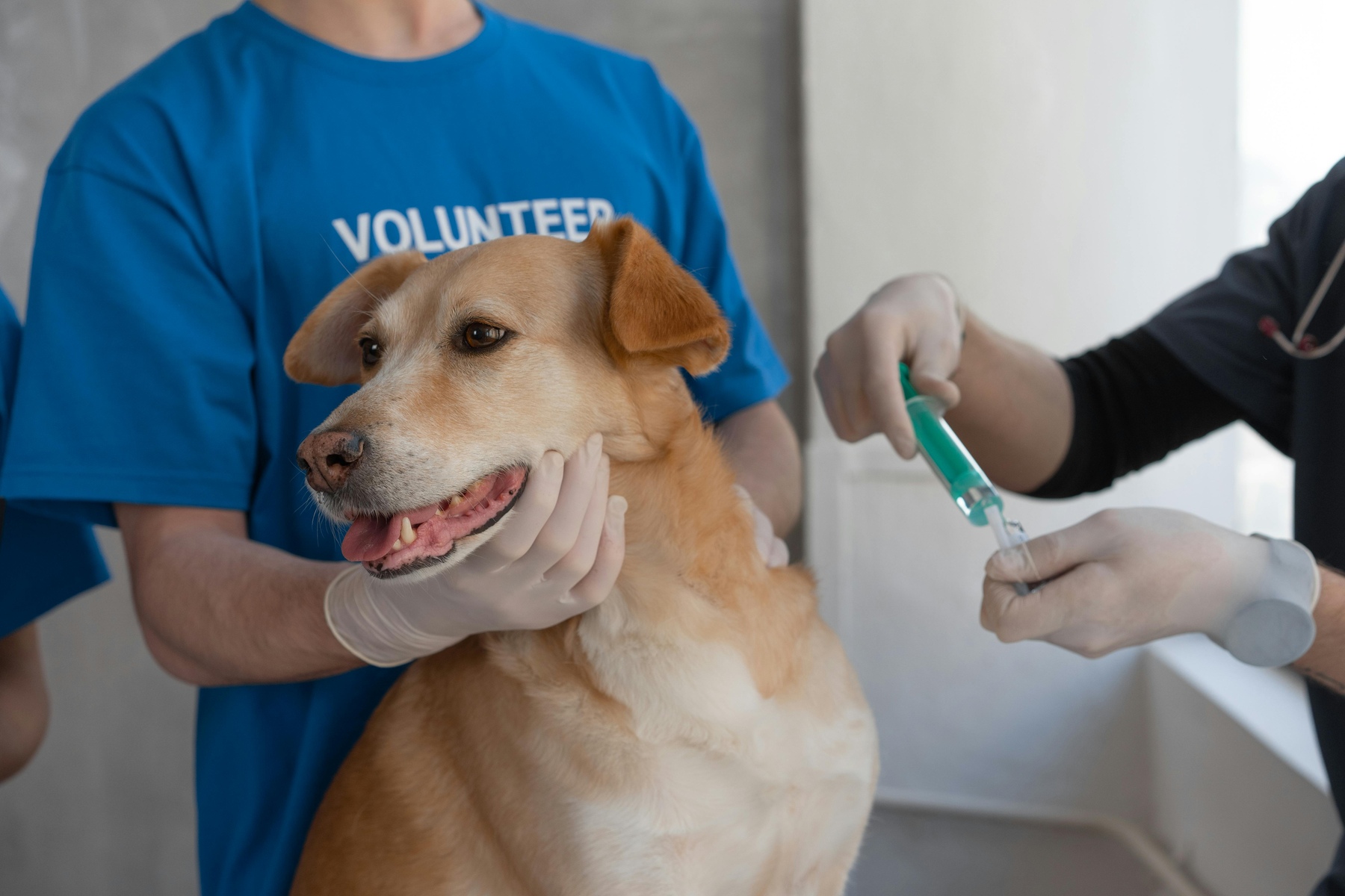 what vaccinations do dogs really need